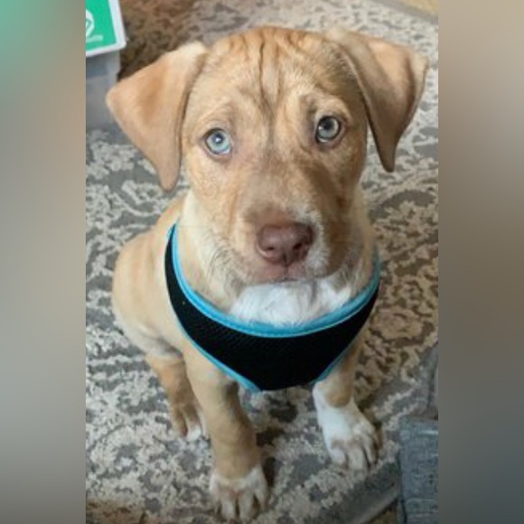 Meet your Posher, Jennifer - Picture 2 of 2